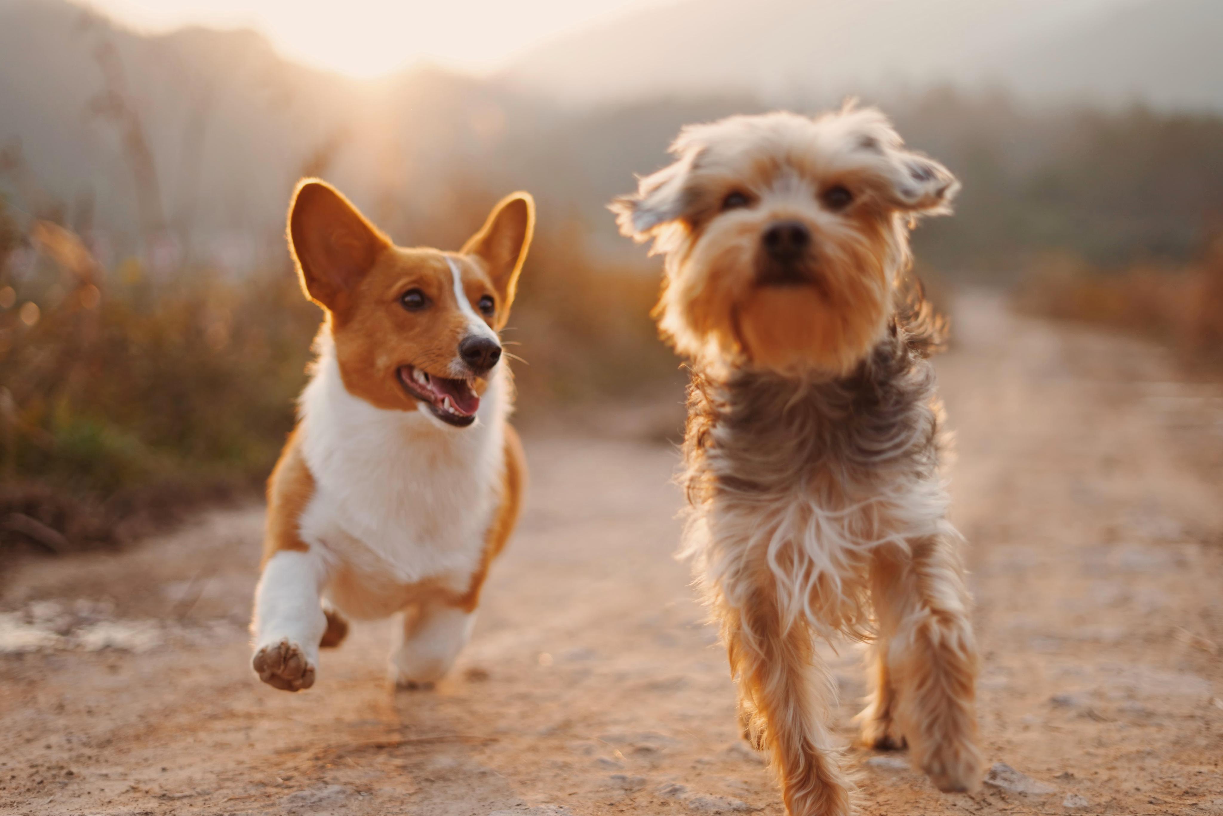 旅先を楽しむ愛犬